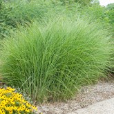 Maiden Grass